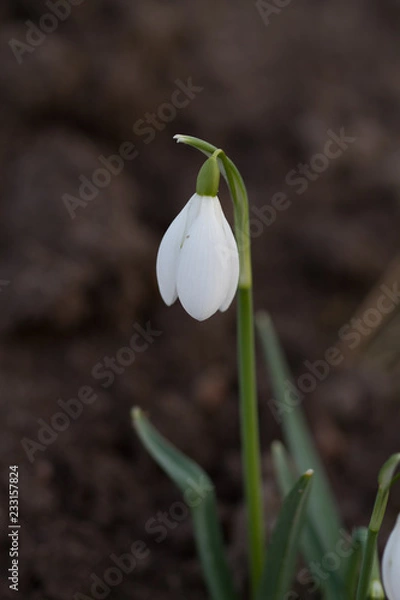 Fototapeta Snowdrop