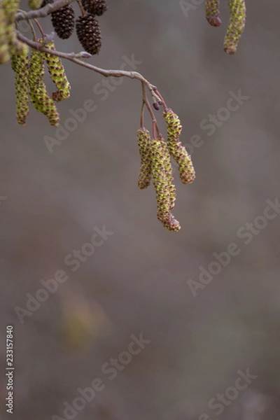 Fototapeta Betula leaf