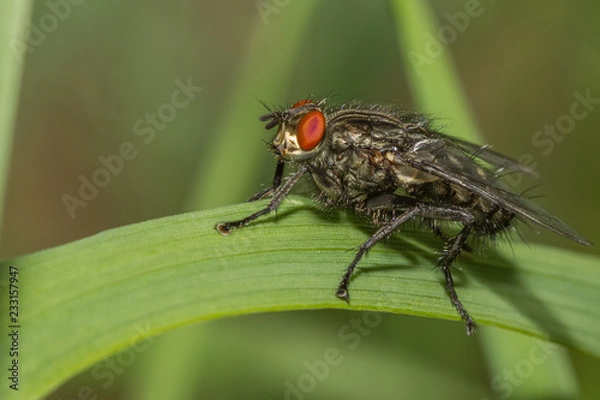 Fototapeta Fly macro