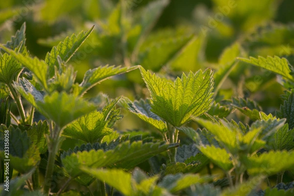 Fototapeta Common Nettle