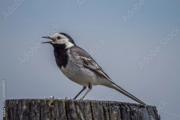 Fototapeta White Wagtail