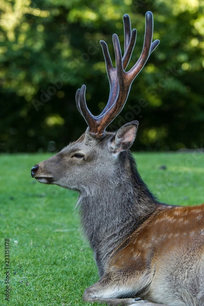 Fototapeta Sika deer
