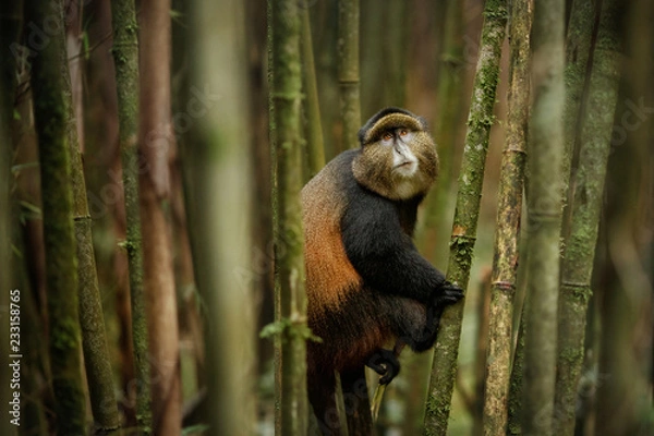 Fototapeta Wild and very rare golden monkey in the bamboo forest. Unique and endangered animal close up in nature habitat. African wildlife. Beautiful and charismatic creature. Cercopithecus kandti.