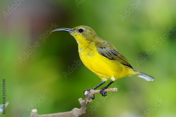 Obraz Female Sunbird On A Perch