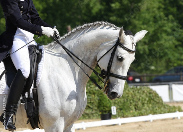 Obraz Dressurpferd in Bewegung