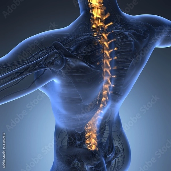 Obraz Human backache and back pain with an upper torso body skeleton showing the spine and vertebral column