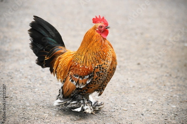 Obraz Hühnerrasse