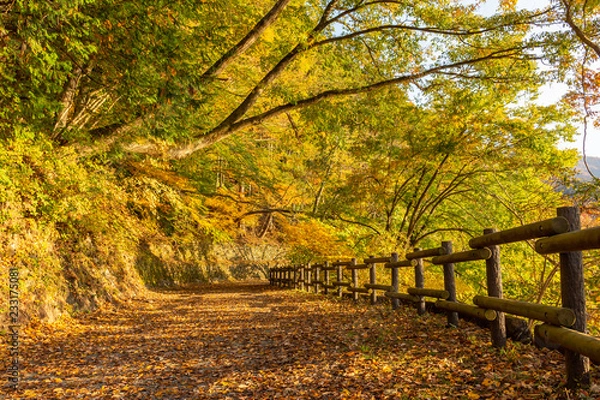 Obraz autumn in park