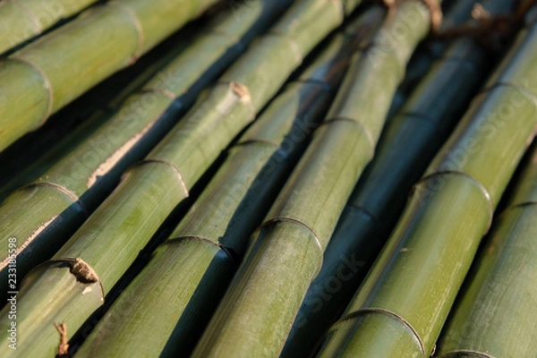 Fototapeta 青竹