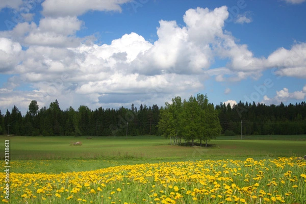Obraz Spring field landscape