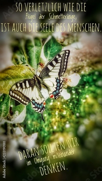 Obraz butterfly on leaf