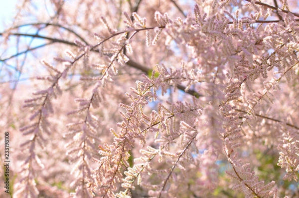 Obraz Branch of a pink Tamarix blooming on a turquoise background
