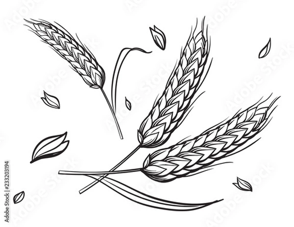 Fototapeta a few ears of wheat on a beige background hand drawing vector illustration sketch