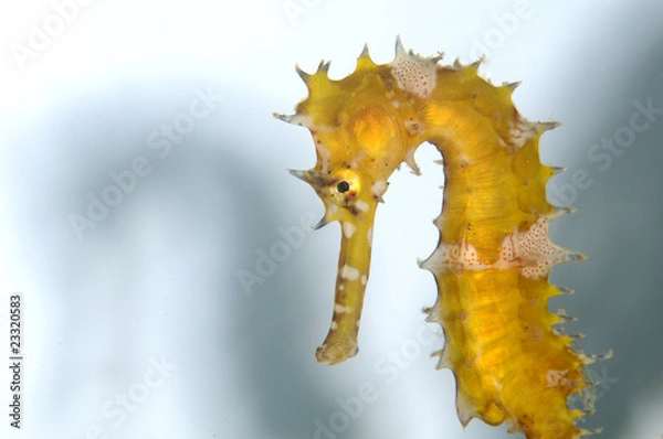 Obraz Seahorse Shadow