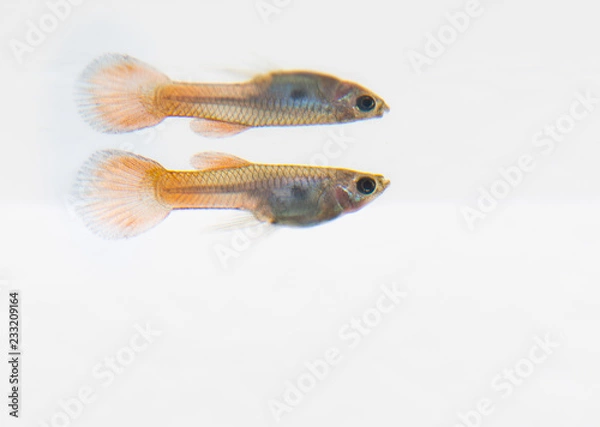Obraz Aquarium fish Guppy