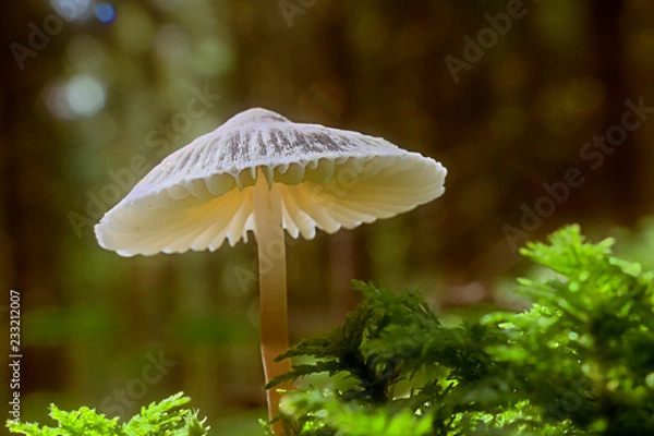 Obraz Mały parasol w mchu