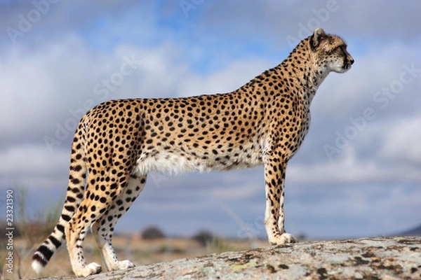 Fototapeta Gepard 9