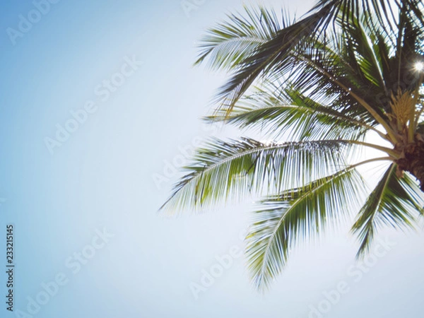 Fototapeta 椰子の木