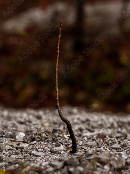 Fototapeta Gałązka