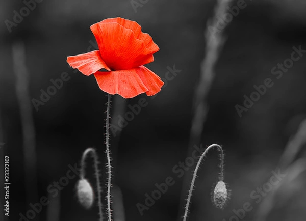 Obraz Coquelicot dé-saturation