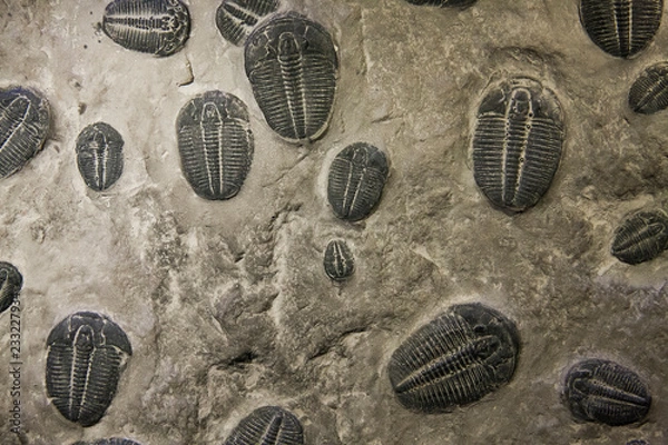 Obraz trilobites