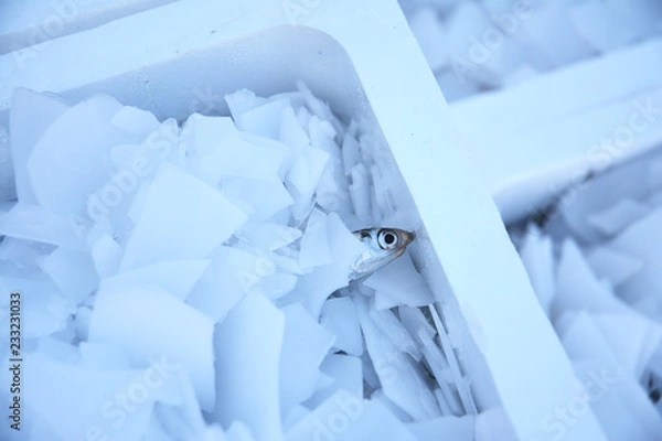 Obraz Ryba w pudełku