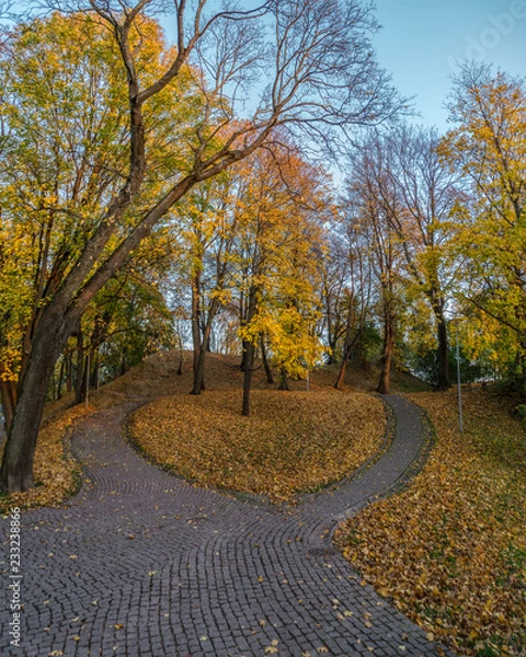 Obraz leaf fall in park