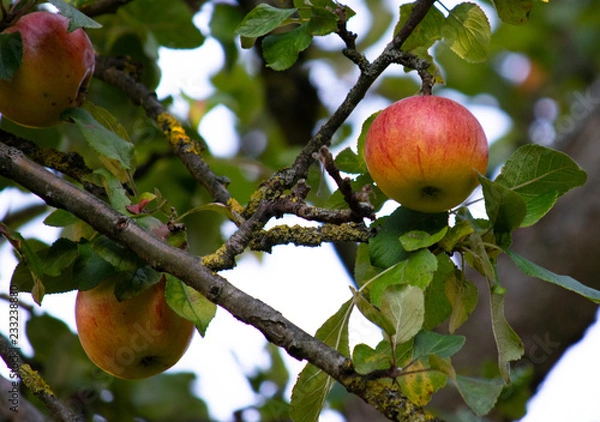 Obraz Apfelbaum