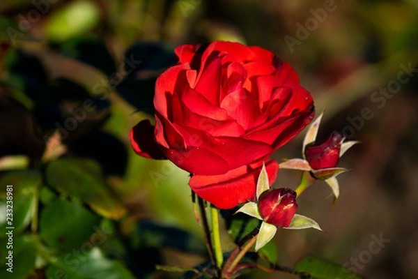 Obraz Red Rose
