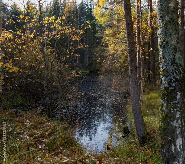 Obraz lake in autumn forest