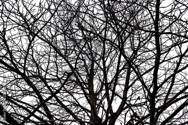 Obraz Tree branches isolated on the white background.