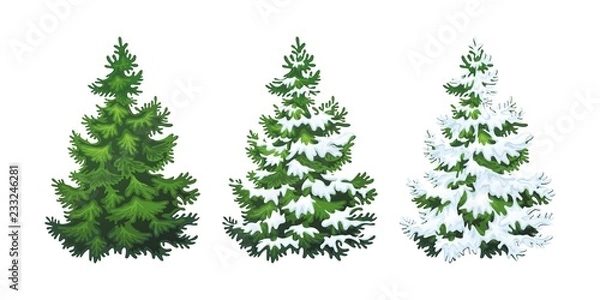 Fototapeta Realistic vector illustration of fir tree in snow on white background. Green fluffy pine, isolated on white background 1.2