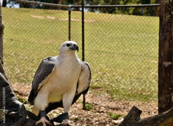 Obraz A majestic huge White bellied sea eagle (Haliaeetus leucogaster) sitting on the hand