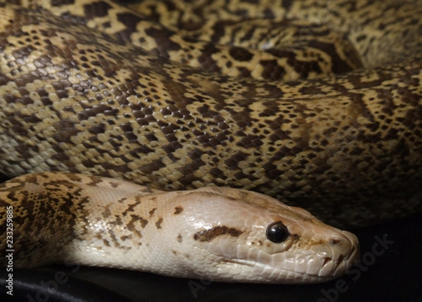 Fototapeta Granite Bermese Python snake