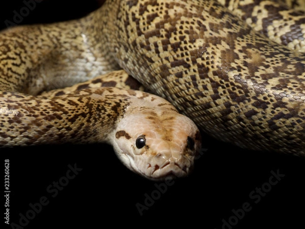 Fototapeta Granite Bermese Python snake
