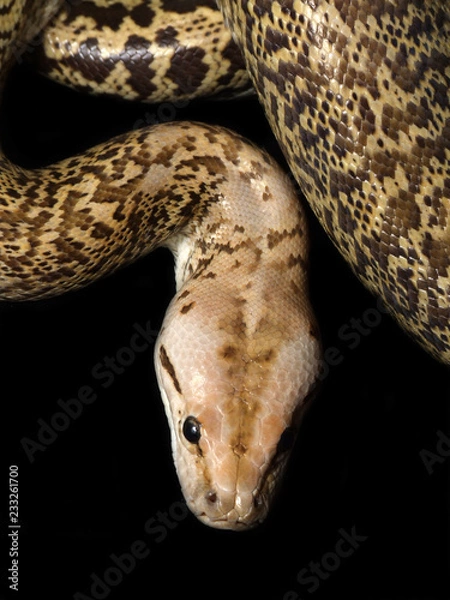 Fototapeta Granite Bermese Python snake