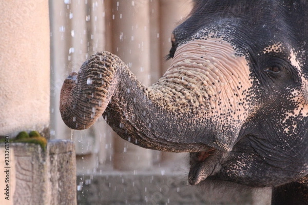 Obraz Elefant trinkend unterm Wasserfall