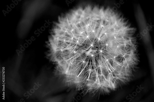 Obraz dandelion on black background