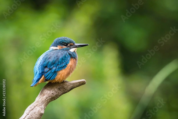 Fototapeta The Common Kingfisher, alcedo atthis is sitting on some stick and waiting for the prey, colorful backgound