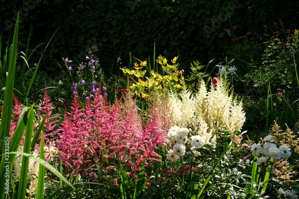 Obraz summer flowers