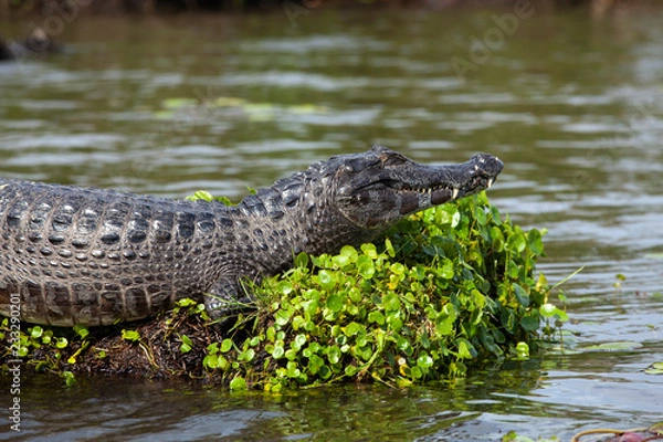 Fototapeta Dark alligator (Caiman yacare) in Esteros del Ibera, Argentina.