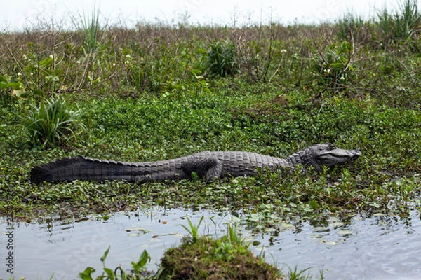 Fototapeta Dark alligator (Caiman yacare) in Esteros del Ibera, Argentina.