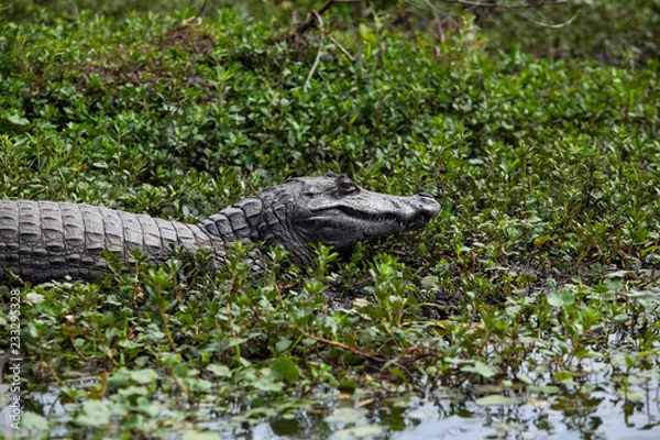 Fototapeta Dark alligator (Caiman yacare) in Esteros del Ibera, Argentina.