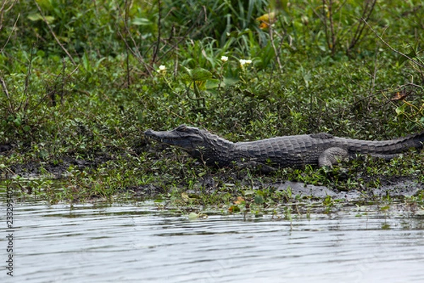 Fototapeta Dark alligator (Caiman yacare) in Esteros del Ibera, Argentina.