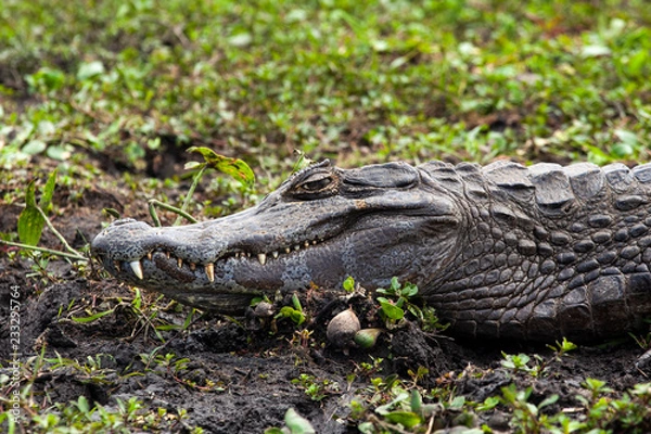 Fototapeta Dark alligator (Caiman yacare) in Esteros del Ibera, Argentina.