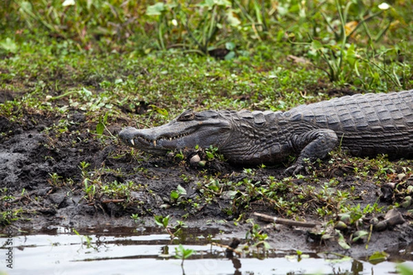 Fototapeta Dark alligator (Caiman yacare) in Esteros del Ibera, Argentina.