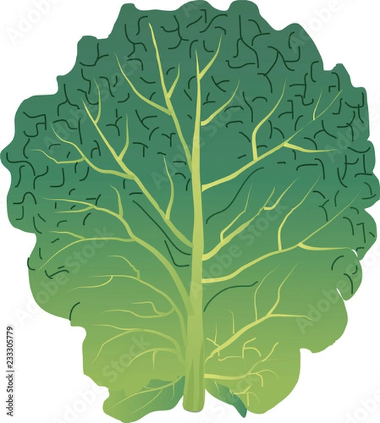 Fototapeta ケール