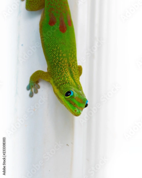 Obraz Gecko