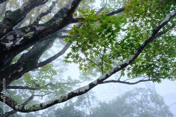 Fototapeta 霧に包まれる森