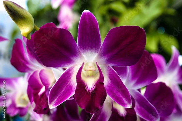 Obraz OLYMPUS DIGITAL CAMERA